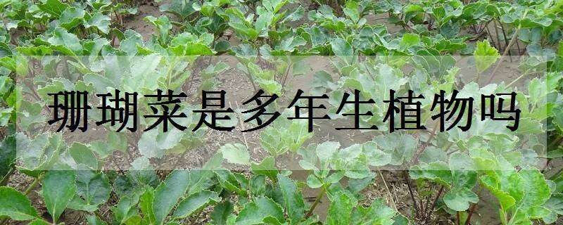 珊瑚菜是多年生植物嗎（珊瑚菜長什么樣）