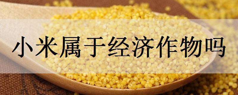 小米属于经济作物吗 小米是经济作物吗