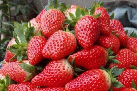 牛奶草莓功效与作用禁忌 牛奶草莓的营养价值