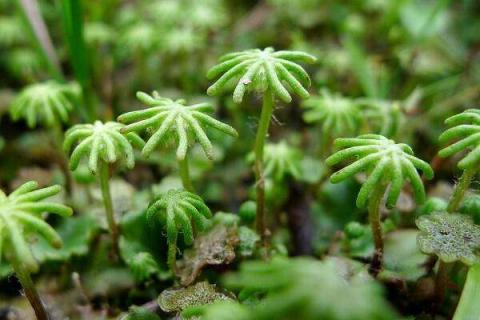 苔蘚最快繁殖方法 盤點(diǎn)有哪些繁殖方式