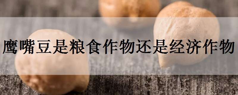 鹰嘴豆是粮食作物还是经济作物 鹰嘴豆是不是豆制品