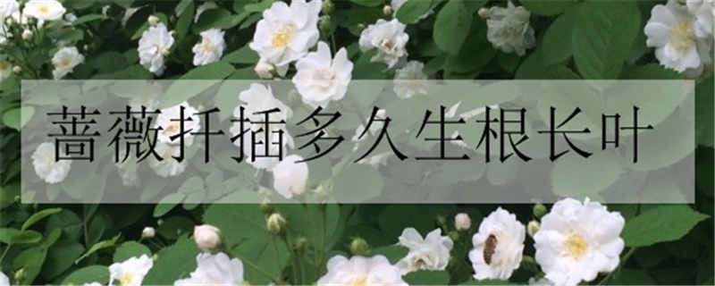 薔薇扦插多久生根長(zhǎng)葉