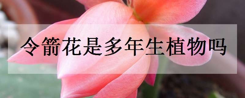 令箭花是多年生植物吗 令箭花是多年生植物吗为什么