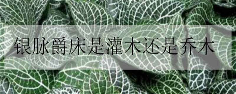 銀脈爵床是灌木還是喬木