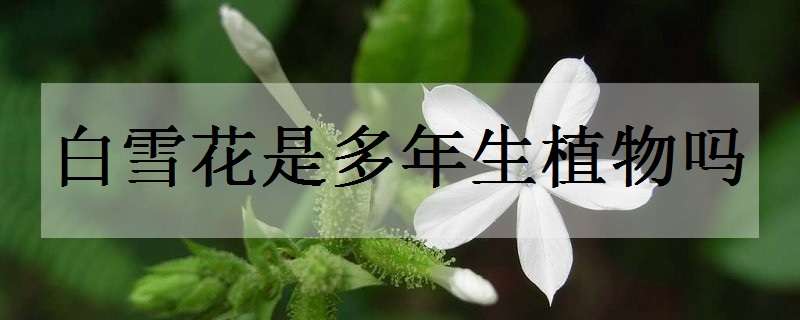 白雪花是多年生植物嗎