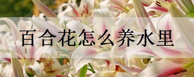 百合花怎么養(yǎng)水里