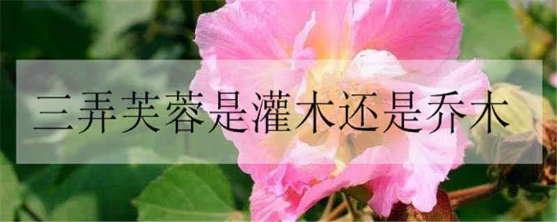 三弄芙蓉是灌木还是乔木