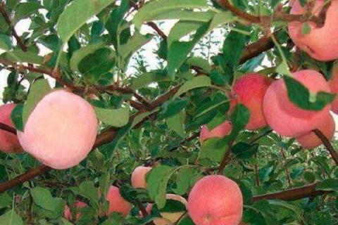 国光苹果的营养价值及营养成分 国光苹果的药用价值