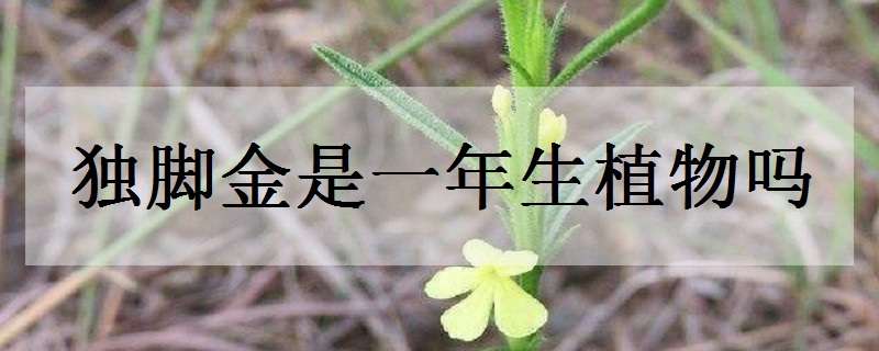 獨(dú)腳金是一年生植物嗎