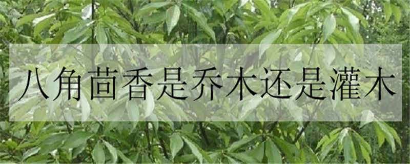 八角茴香是喬木還是灌木