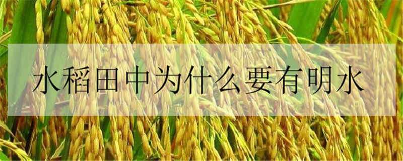 水稻田中为什么要有明水 稻田有水吗