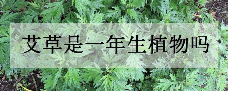 艾草是一年生植物嗎