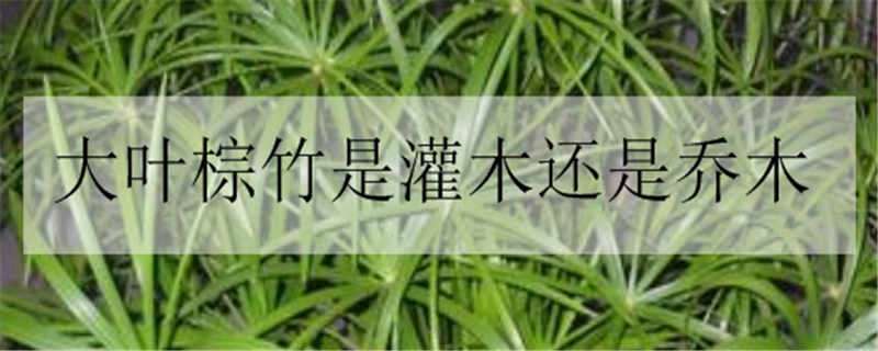 大葉棕竹是灌木還是喬木