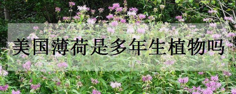 美國(guó)薄荷是多年生植物嗎