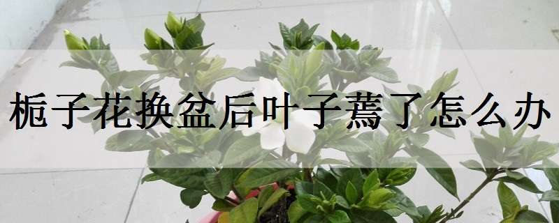 栀子花换盆后叶子蔫了怎么办