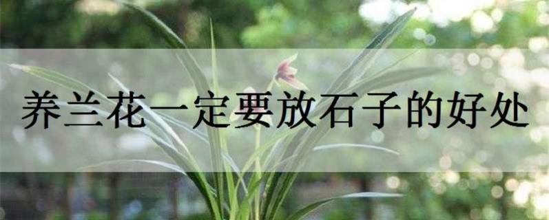 養(yǎng)蘭花一定要放石子的好處