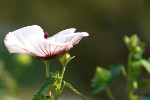 小木槿不長(zhǎng)花苞是什么原因