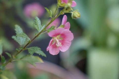 小木槿不長(zhǎng)花苞是什么原因