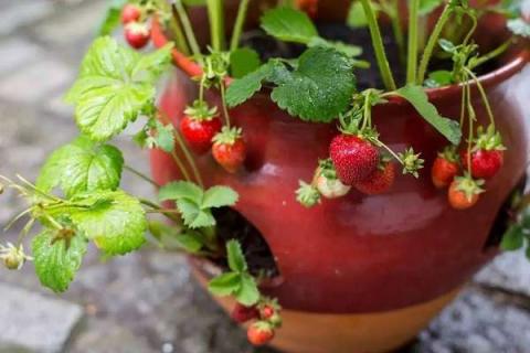 盆栽草莓浇水注意事项有哪些（盆栽草莓浇水的正确方法）
