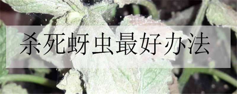 杀死蚜虫最好办法有哪些 杀死蚜虫最好的办法是什么?