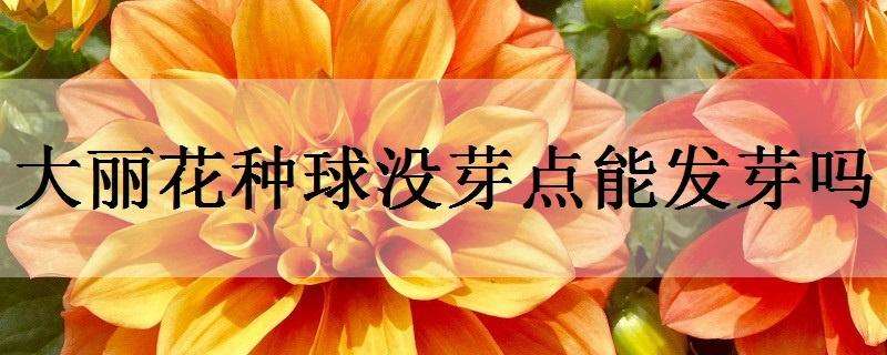 大麗花種球沒(méi)芽點(diǎn)能發(fā)芽嗎