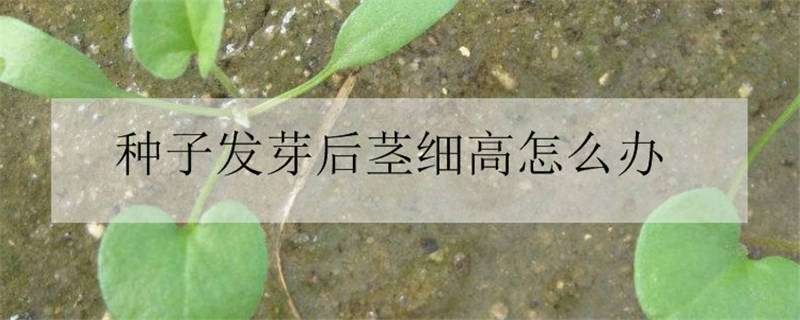 种子发芽后茎细高怎么办