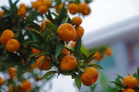 橘子籽种几年可以结果 橘子籽几年能结果