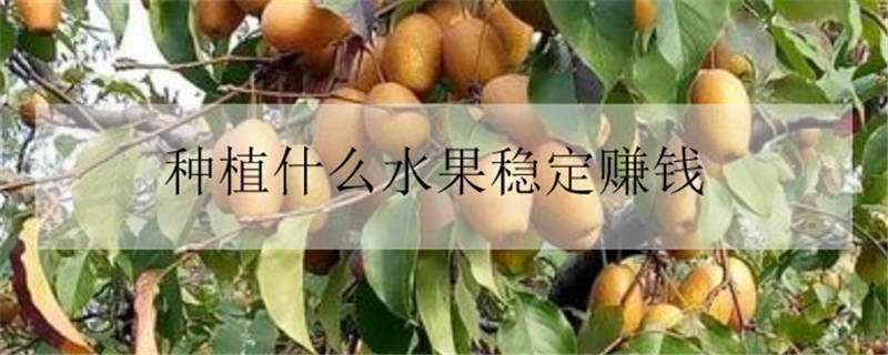 種植什么水果穩(wěn)定賺錢