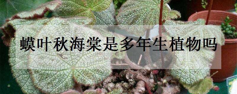 蟆葉秋海棠是多年生植物嗎