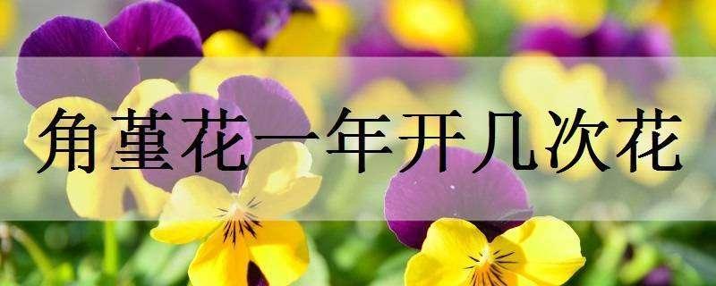 角堇花一年开几次花