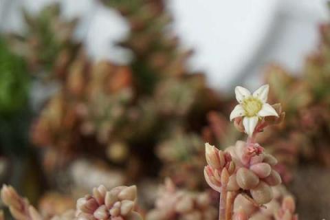 姬秋麗開(kāi)花怎么處理