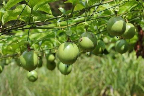 百香果籽的播种方法 种植技巧有哪些