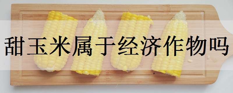 甜玉米屬于經(jīng)濟(jì)作物嗎