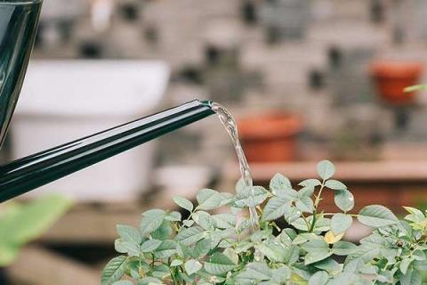 植物浇水过多叶片症状有哪些（植物浇水多了怎么补救）