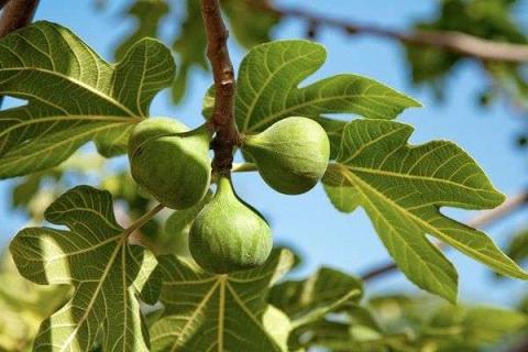 無(wú)花果種植技術(shù)與管理