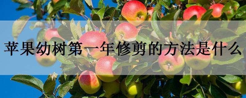 苹果幼树第一年修剪的方法是什么