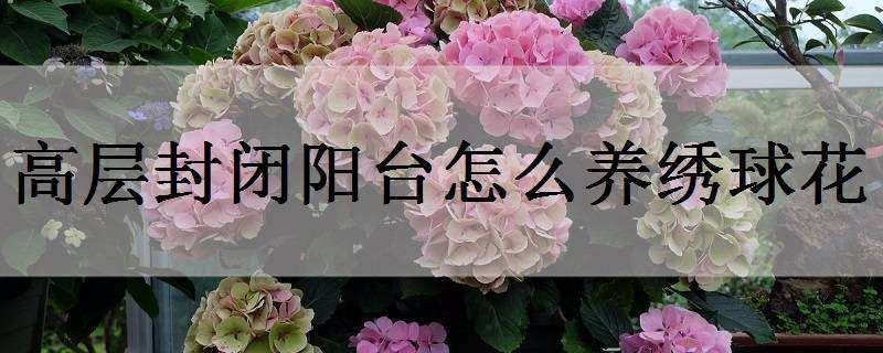 高層封閉陽(yáng)臺(tái)怎么養(yǎng)繡球花