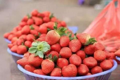草莓种子怎么取 快速获取种子的方法