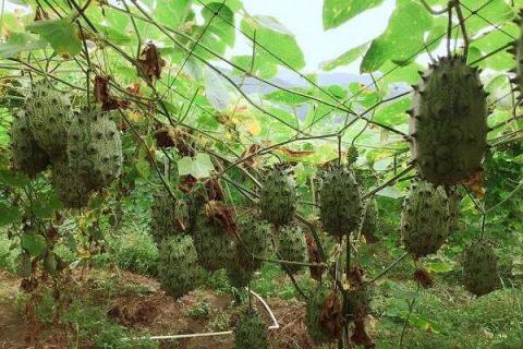 适合南方种植的名贵水果 哪些品种最有前景