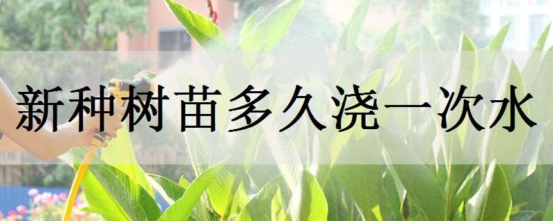 新種樹苗多久澆一次水 新種樹苗多久澆一次水好