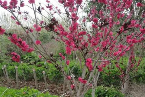 碧桃树的扦插繁殖方法 碧桃树的扦插繁殖方法图片