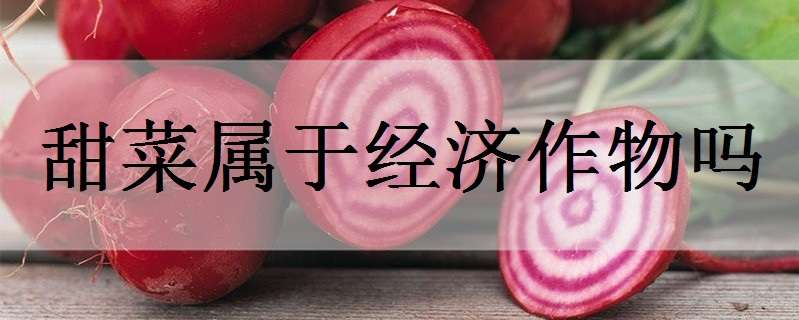 甜菜屬于經(jīng)濟(jì)作物嗎