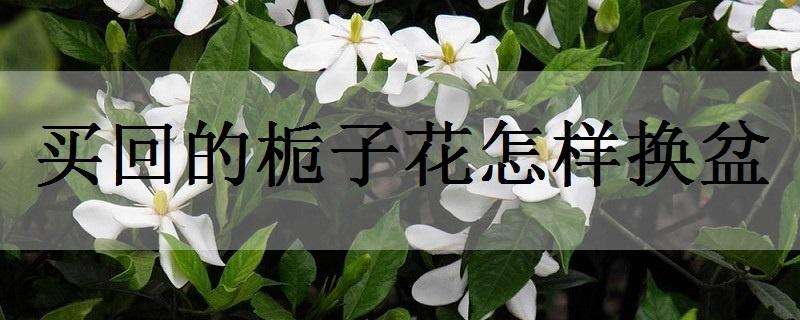 买回的栀子花怎样换盆