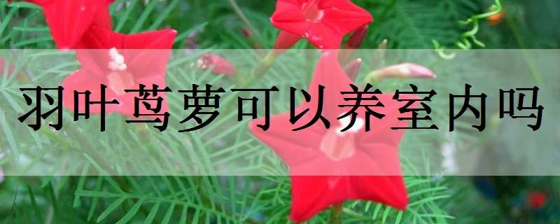 羽葉蔦蘿可以養(yǎng)室內(nèi)嗎