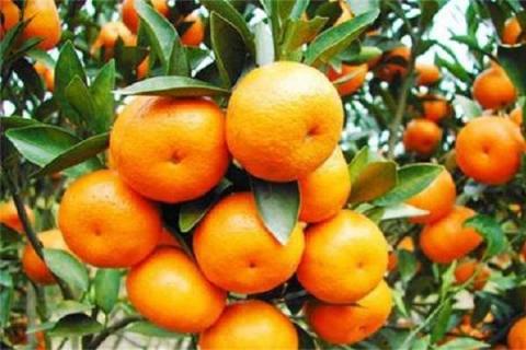 如何判断柑橘树有线虫 如何判断柑橘树有线虫病