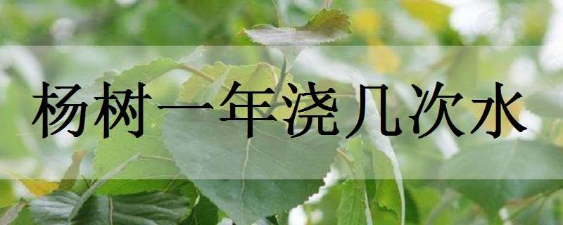 楊樹一年澆幾次水