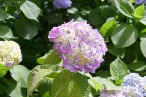 繡球花夏季怎么澆水 夏季需要施肥嗎