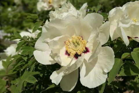 芍藥花為什么不能栽在院子里（芍藥花能種在院子里嗎）