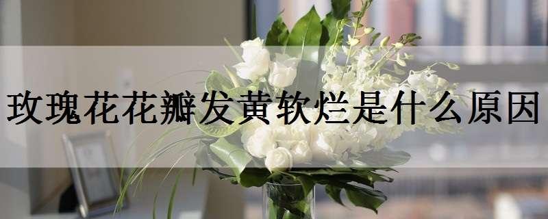 玫瑰花花瓣发黄软烂是什么原因