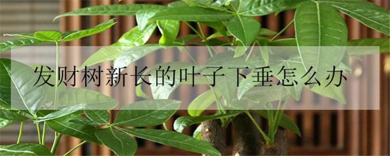 發(fā)財(cái)樹(shù)新長(zhǎng)的葉子下垂怎么辦